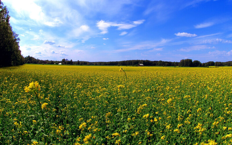 Yellow flower field under blue sky