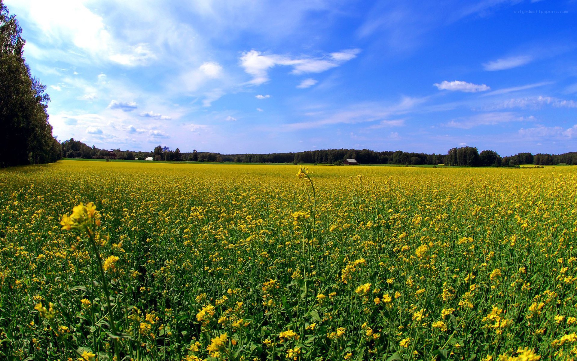Yellow flower field under blue sky