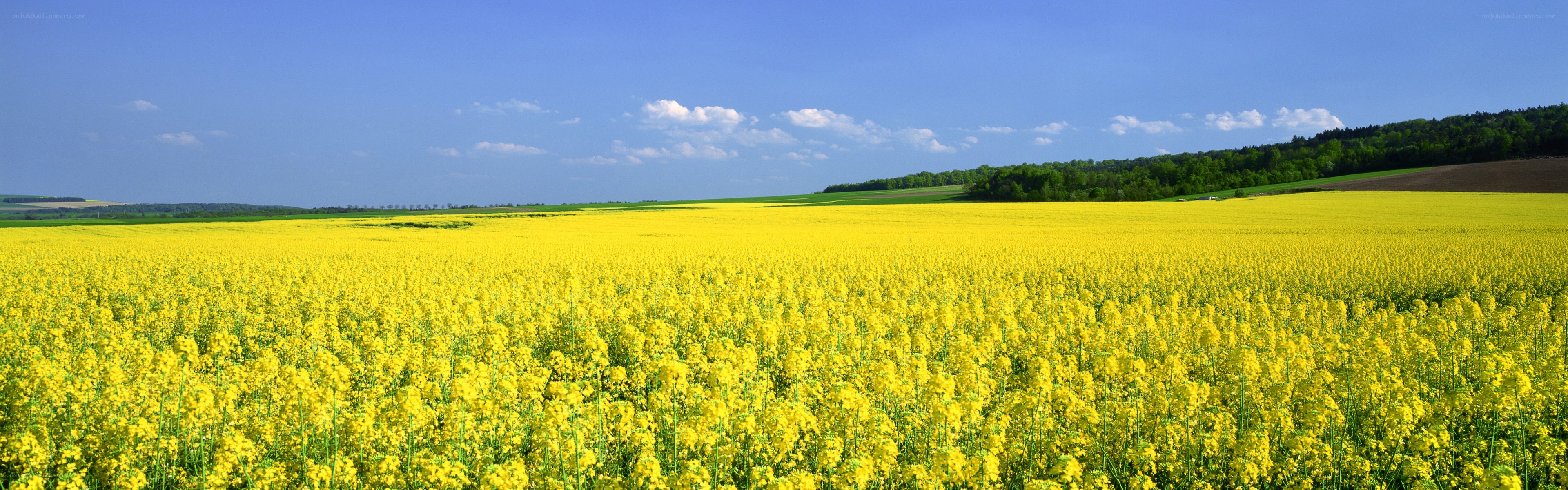 Yellow flower field under blue sky