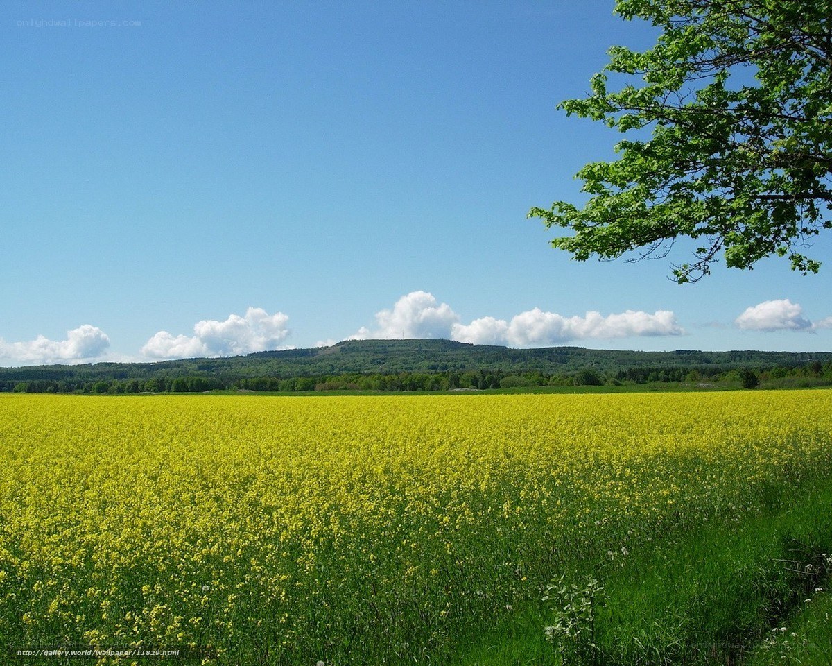 Yellow flower field under blue sky
