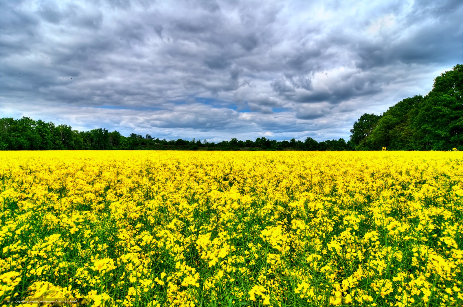 Yellow flower field under cloudy sky