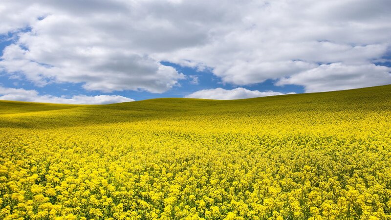 Yellow flower field under cloudy sky