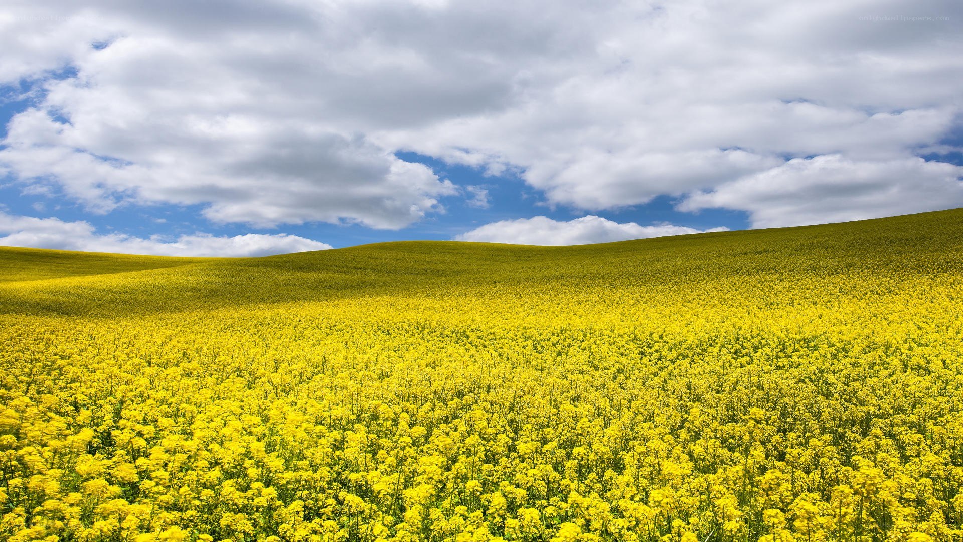 Yellow flower field under cloudy sky