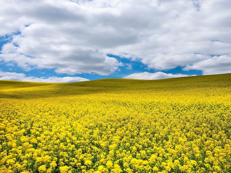 Yellow flower field under cloudy sky