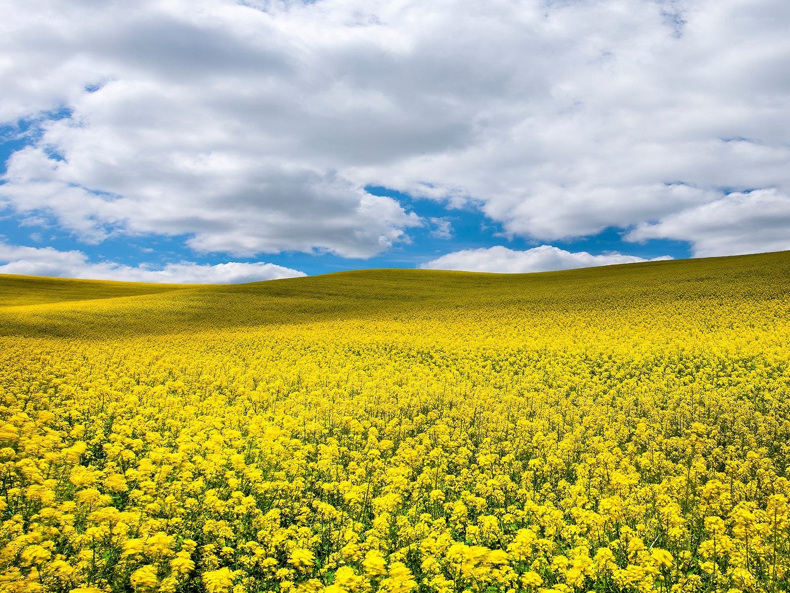 Yellow flower field under cloudy sky