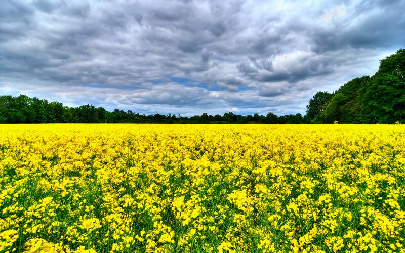 Yellow flower field under cloudy sky