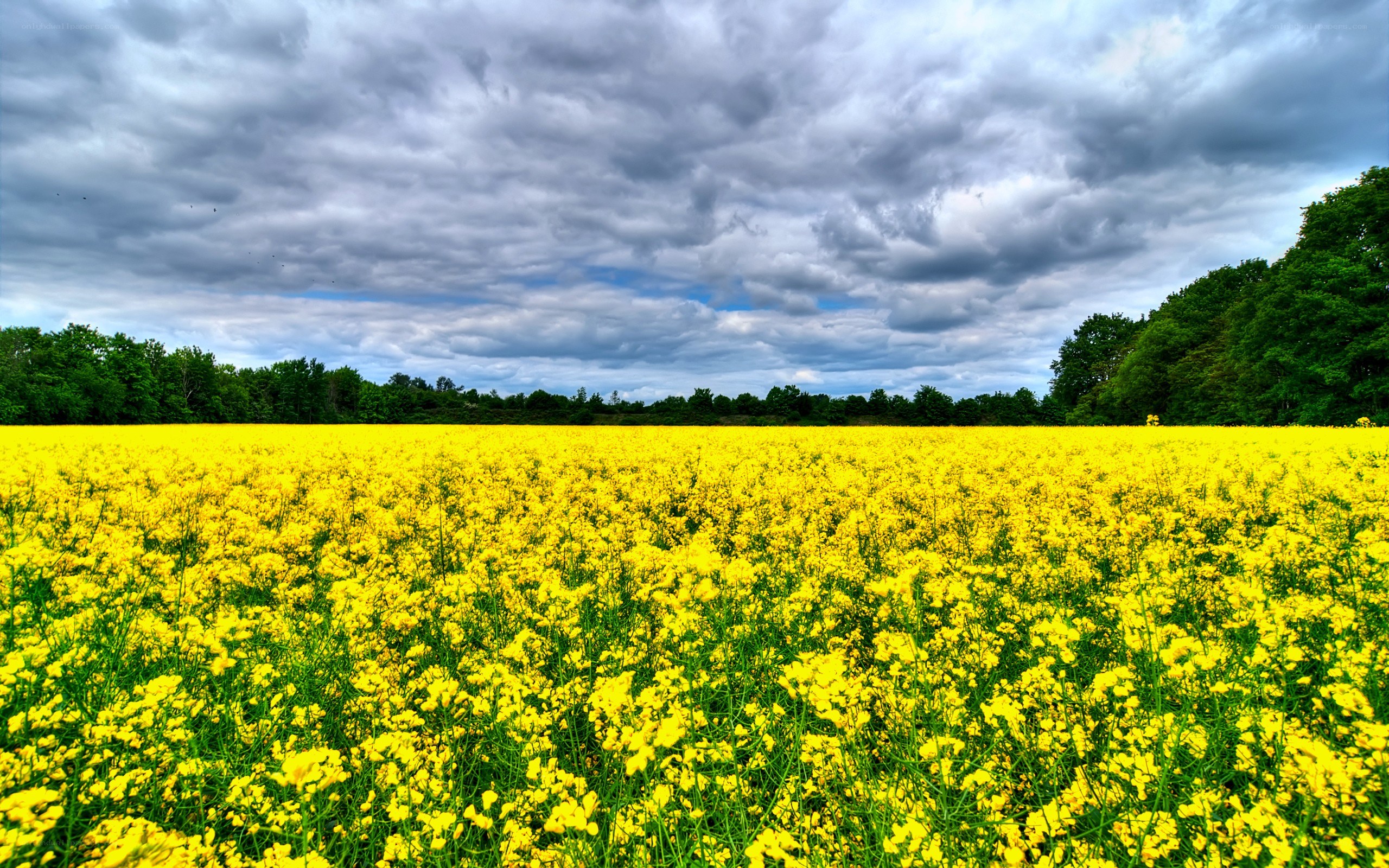 Yellow flower field under cloudy sky
