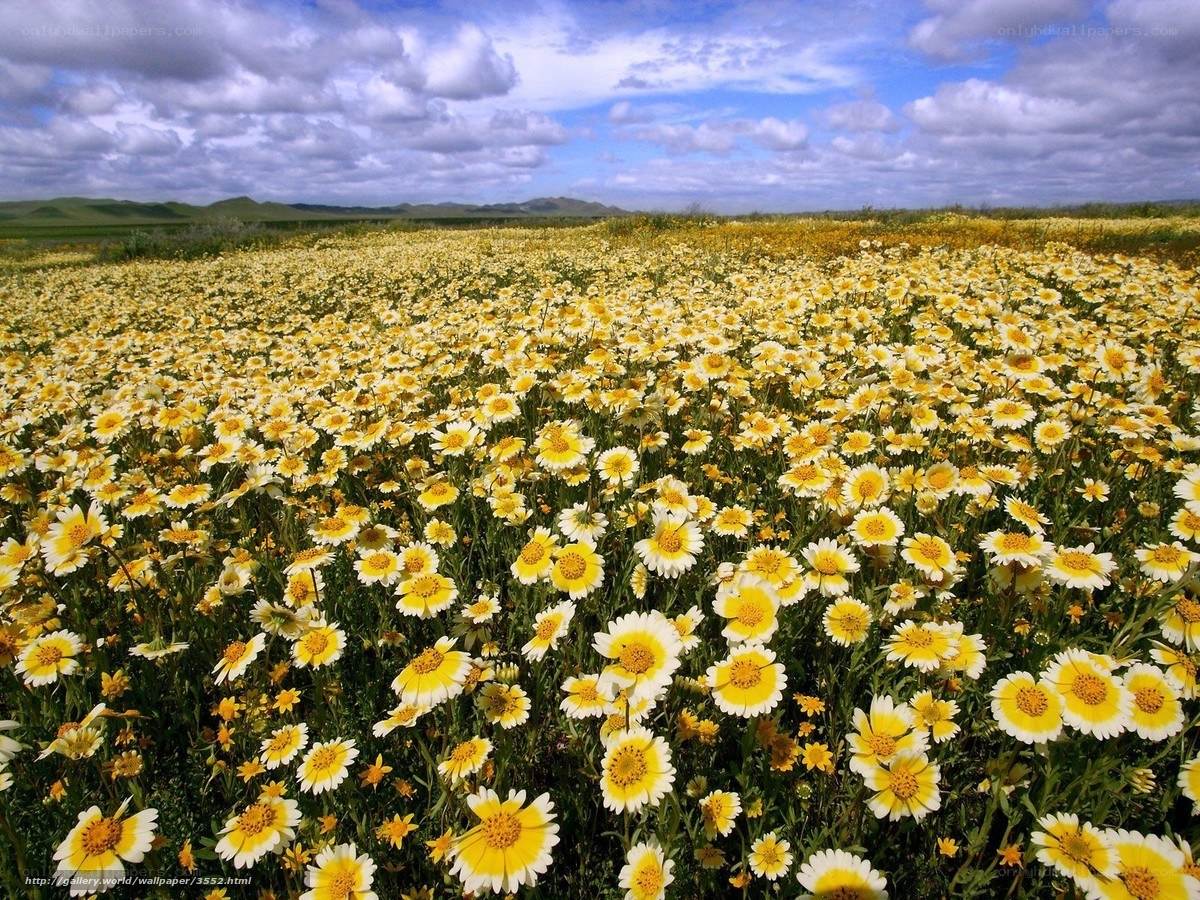 Yellow flower field under cloudy sky