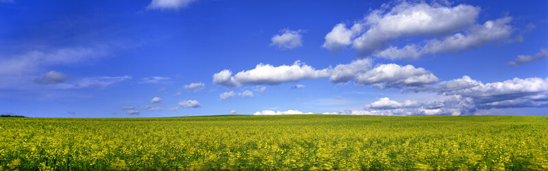 Yellow Flower Field — White