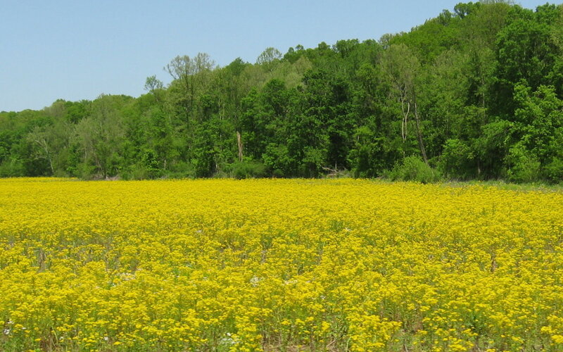 Yellow flower field with forest