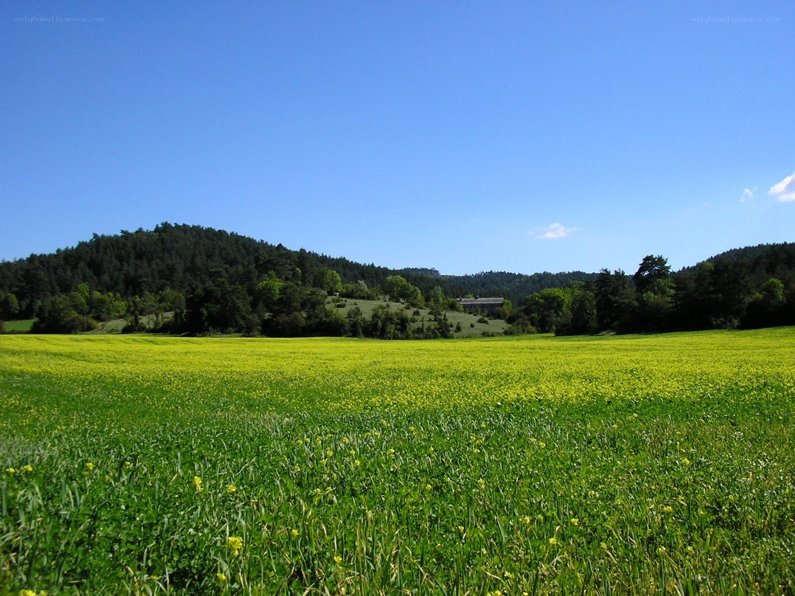 Yellow flower field with forest