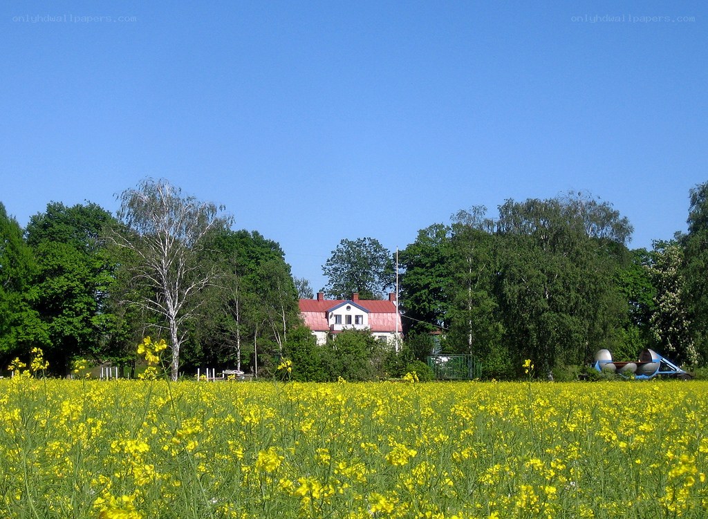 Yellow flower field with house