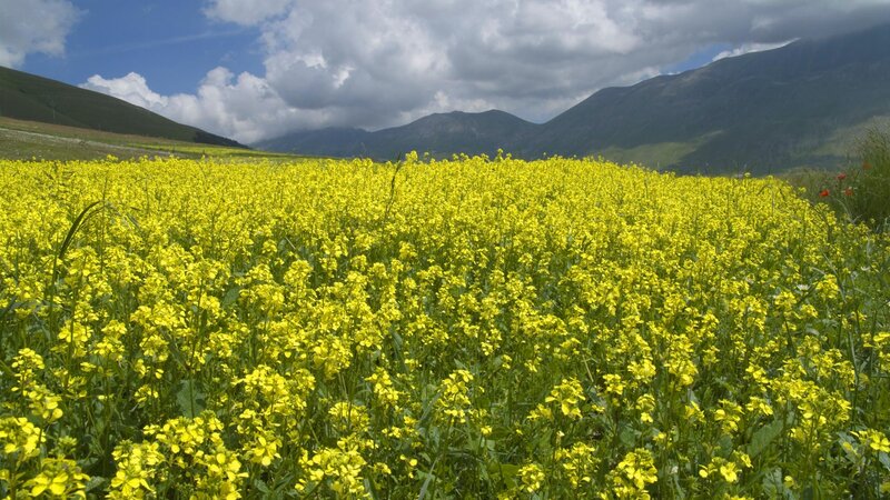 Yellow flower field with mountains
