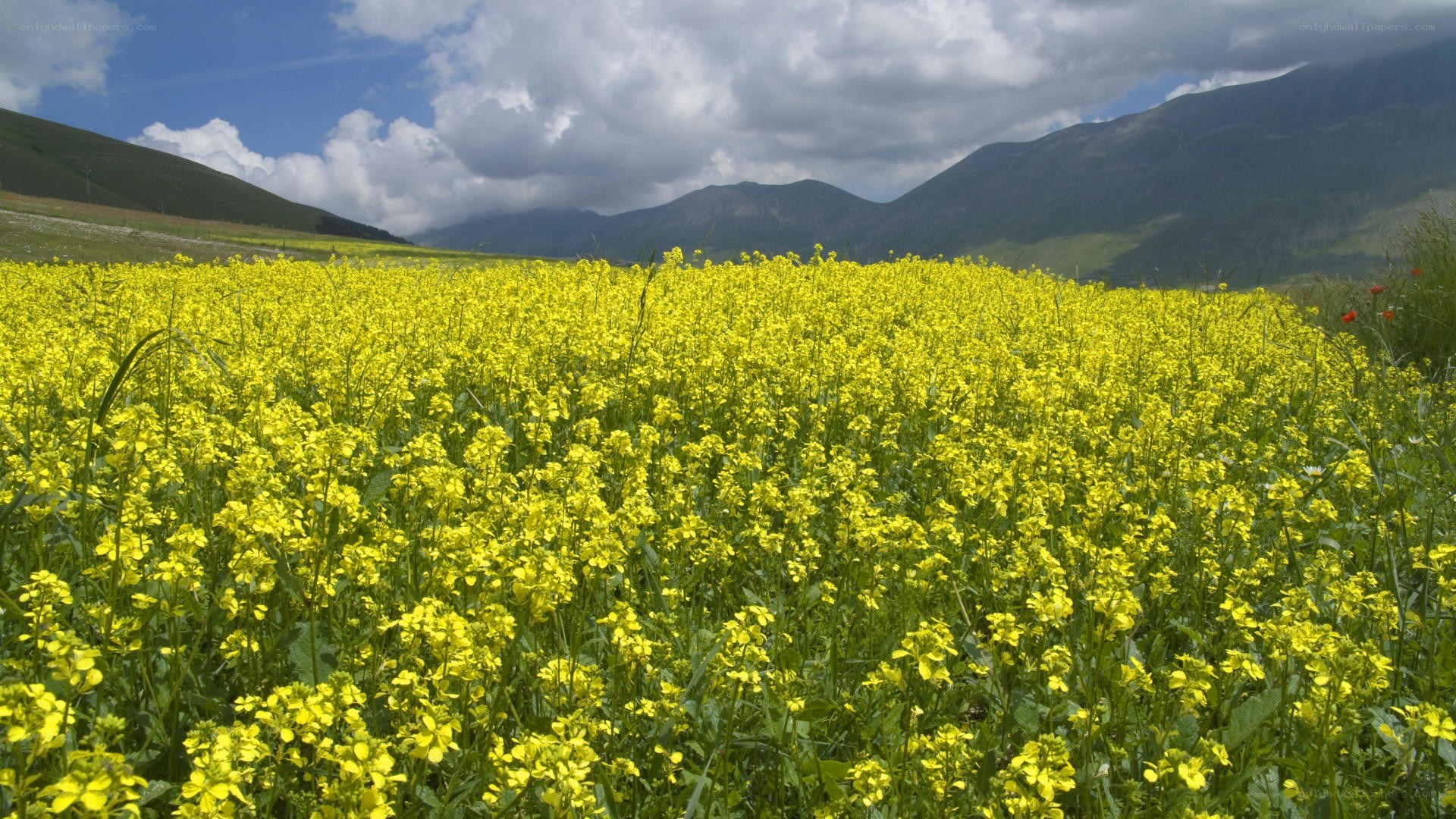 Yellow flower field with mountains