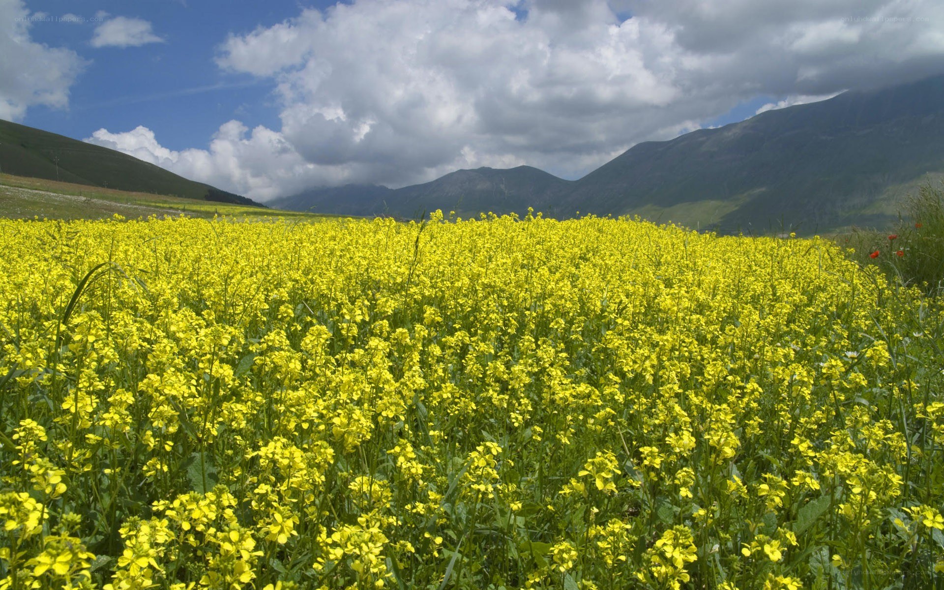 Yellow flower field with mountains