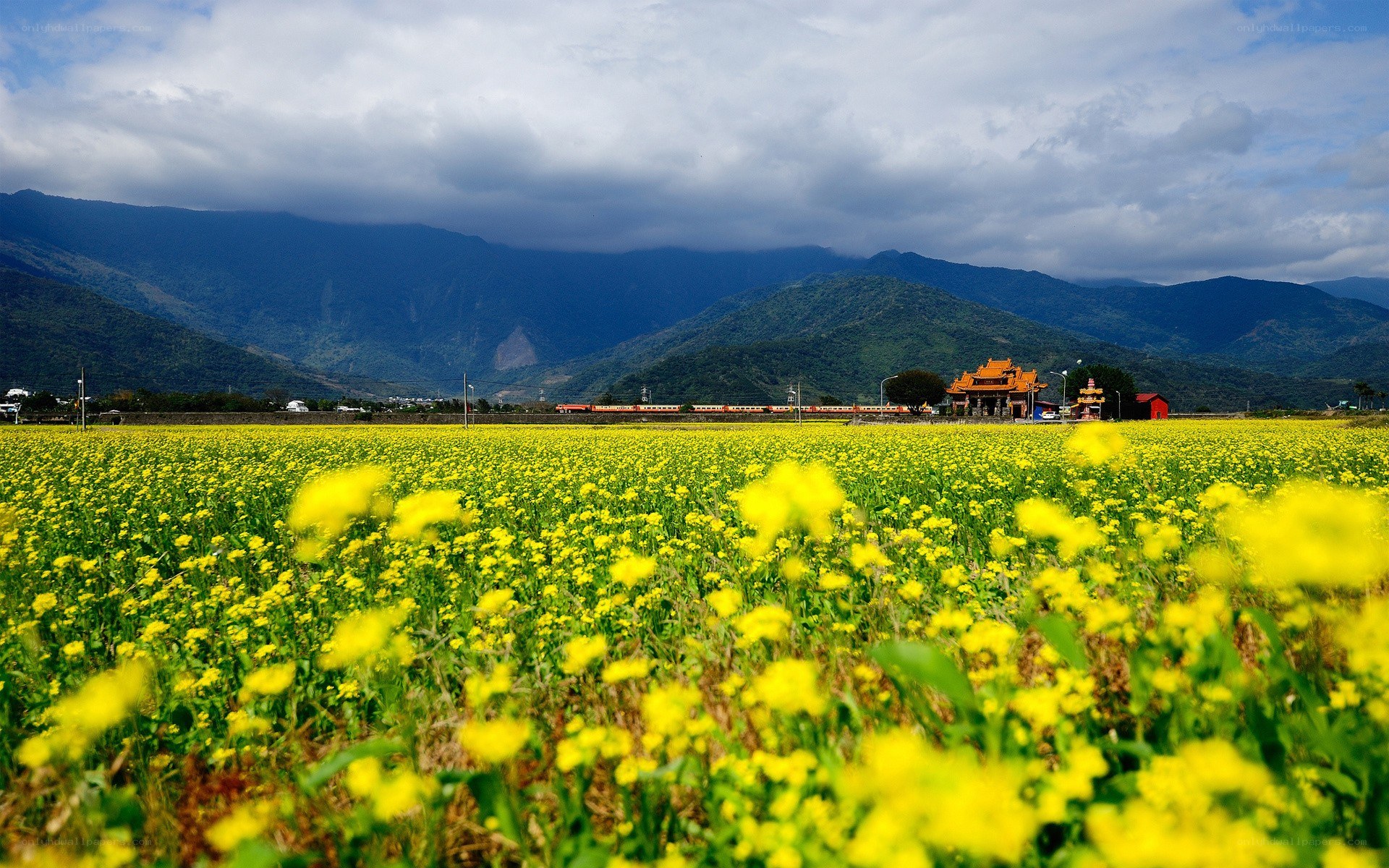 Yellow flower field with mountains
