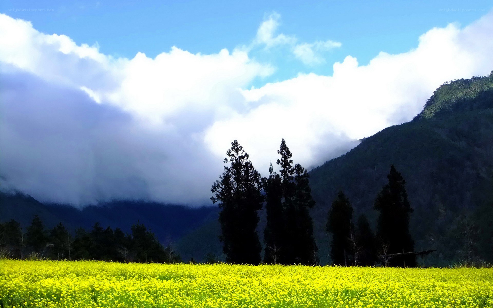 Yellow flower field with mountains