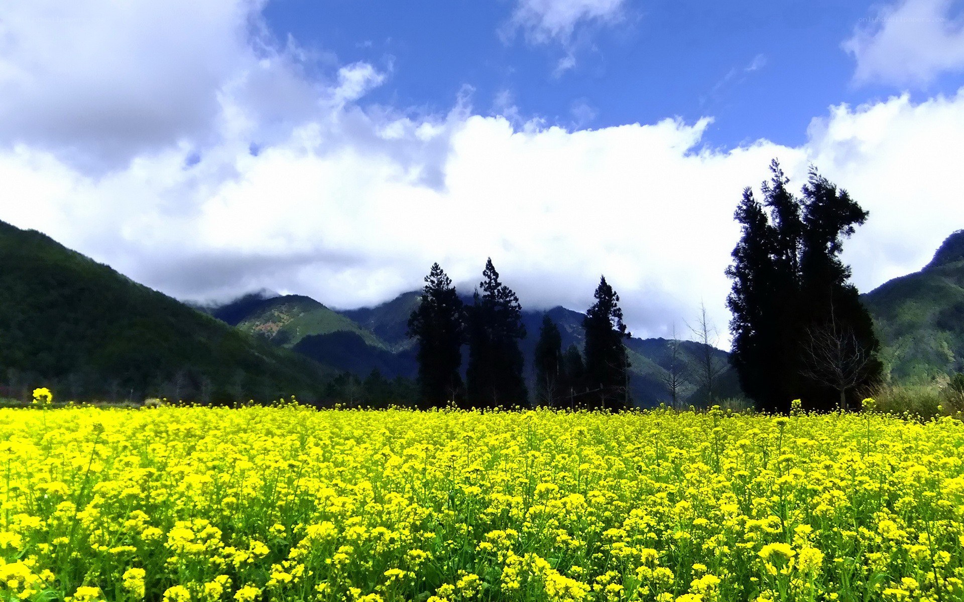 Yellow flower field with mountains