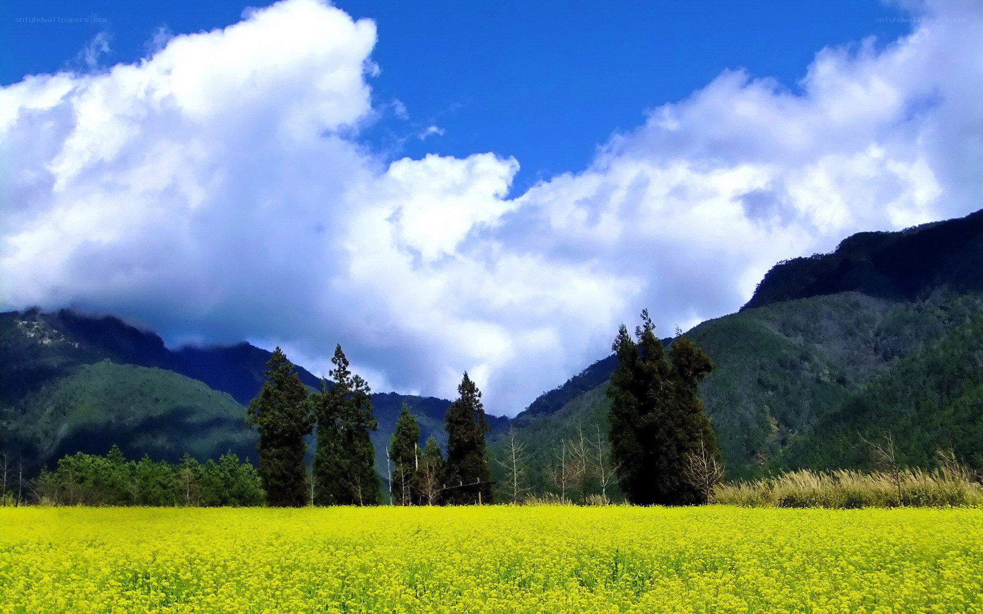 Yellow flower field with mountains