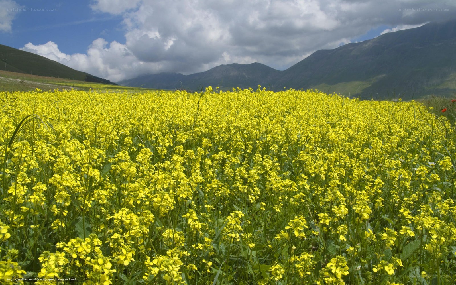 Yellow flower field with mountains