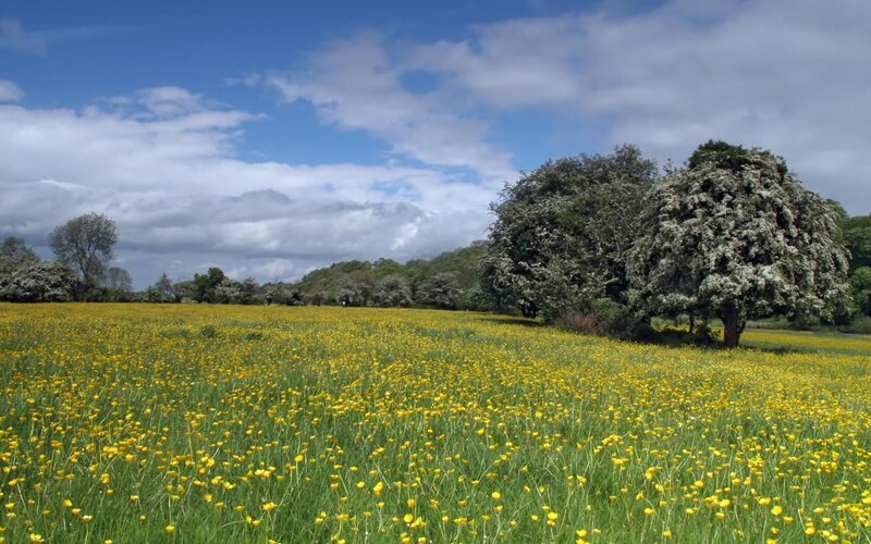Yellow flower field with trees