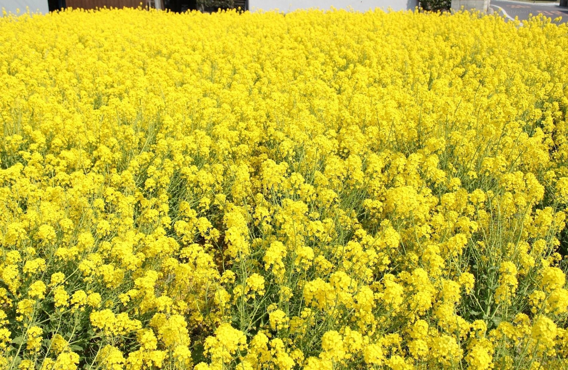 yellow flower field