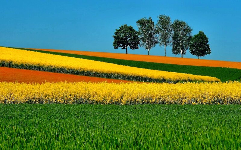 Yellow Flower Fields — Green, Serene