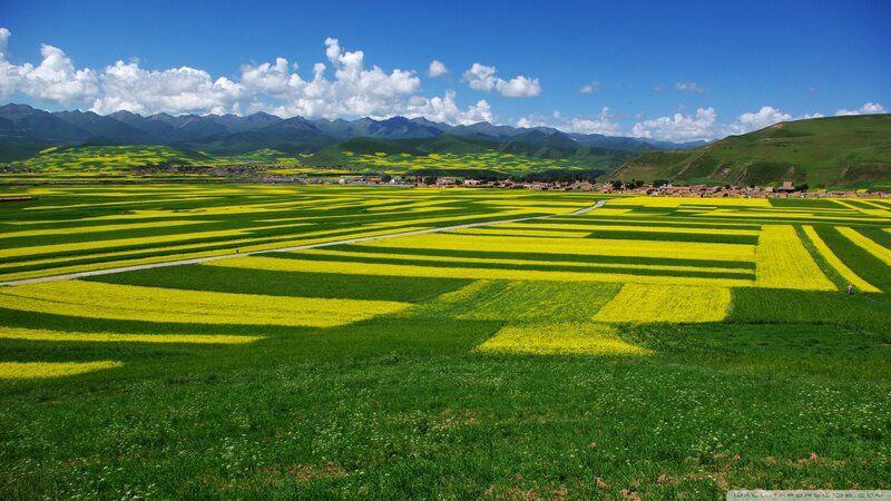 Yellow Flower Fields — Green