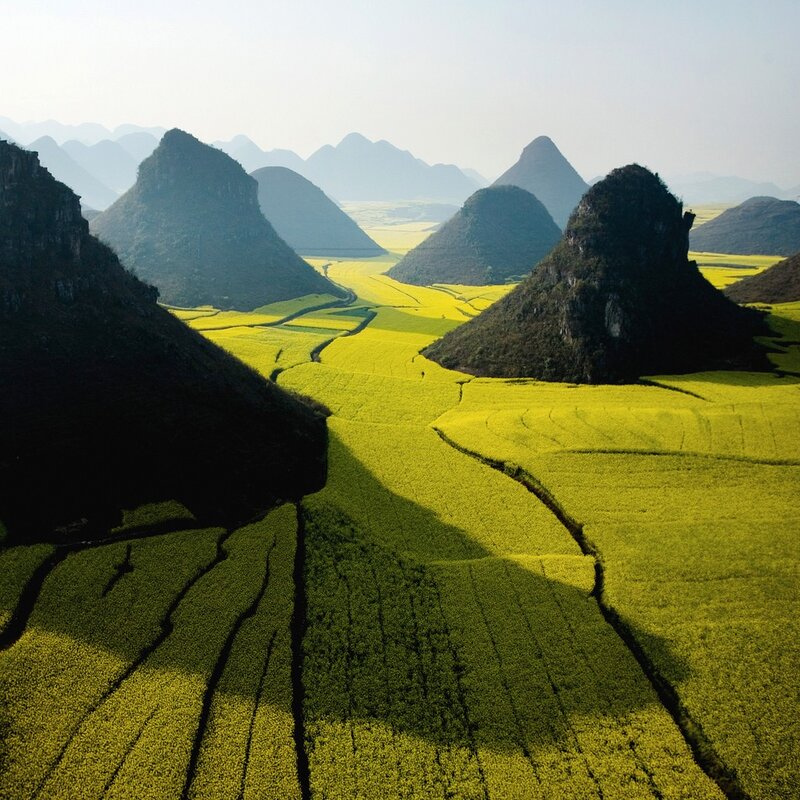 Yellow Flower Fields — Serene, Morning