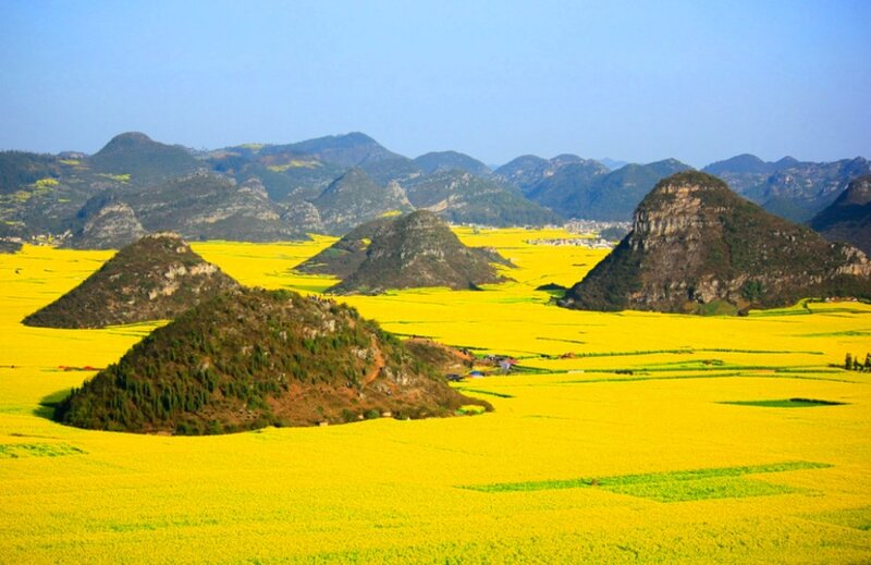 Yellow Flower Fields — Serene, Spring, Photograph, Mountains