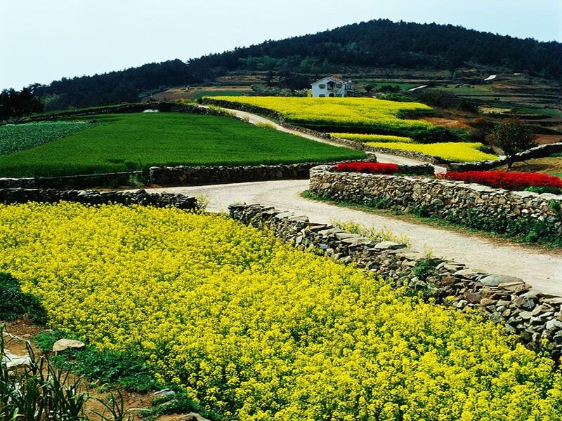 Yellow Flower Fields — Serene, Spring, Photograph
