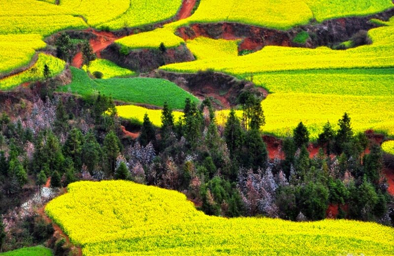 Yellow Flower Fields — Serene, Spring, Photograph, Trees