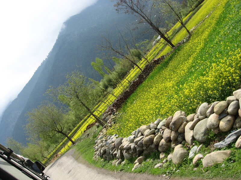 Yellow Flower Fields — Serene, Spring
