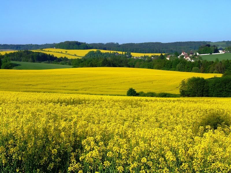 Yellow Flower Fields — Serene