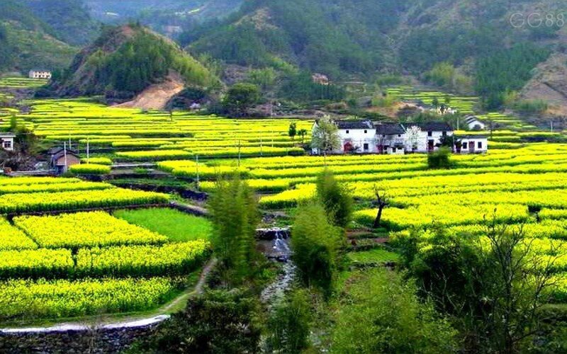 Yellow Flower Fields