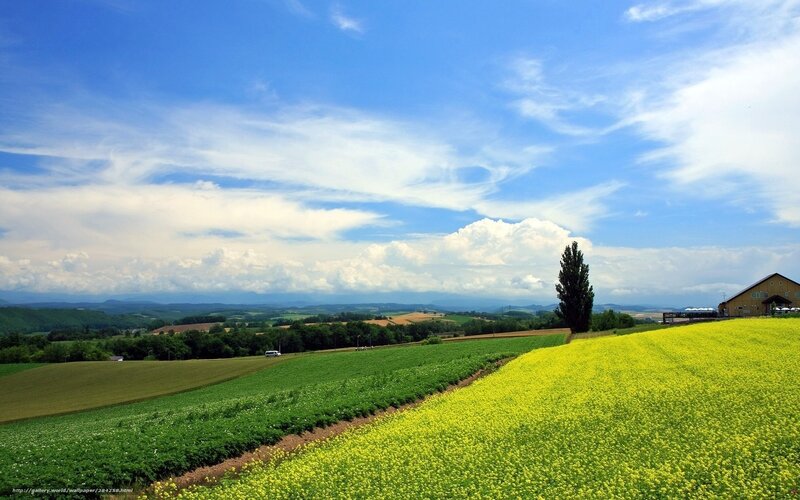 Yellow flower fields under blue sky
