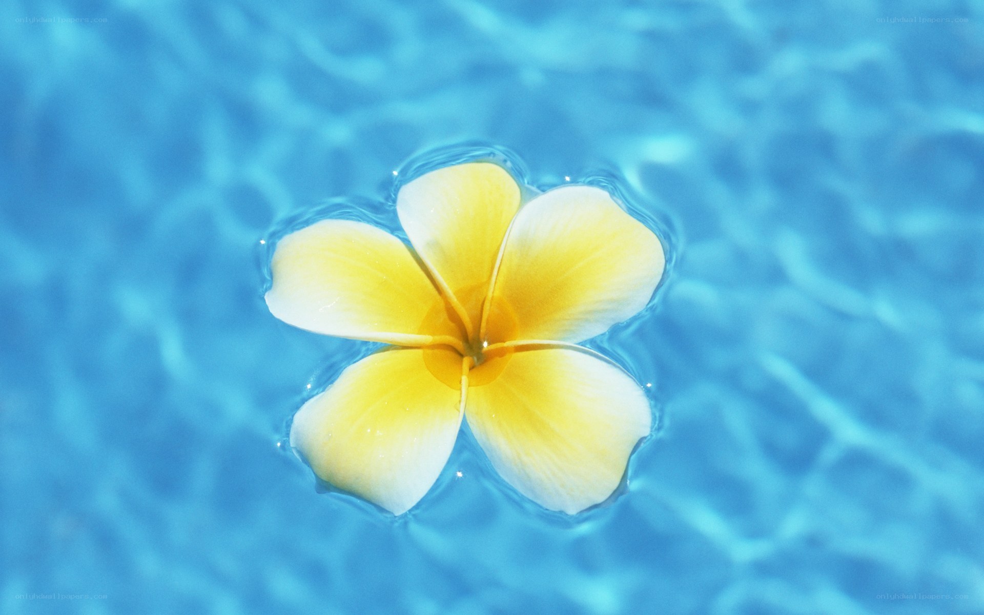 yellow flower floating in water