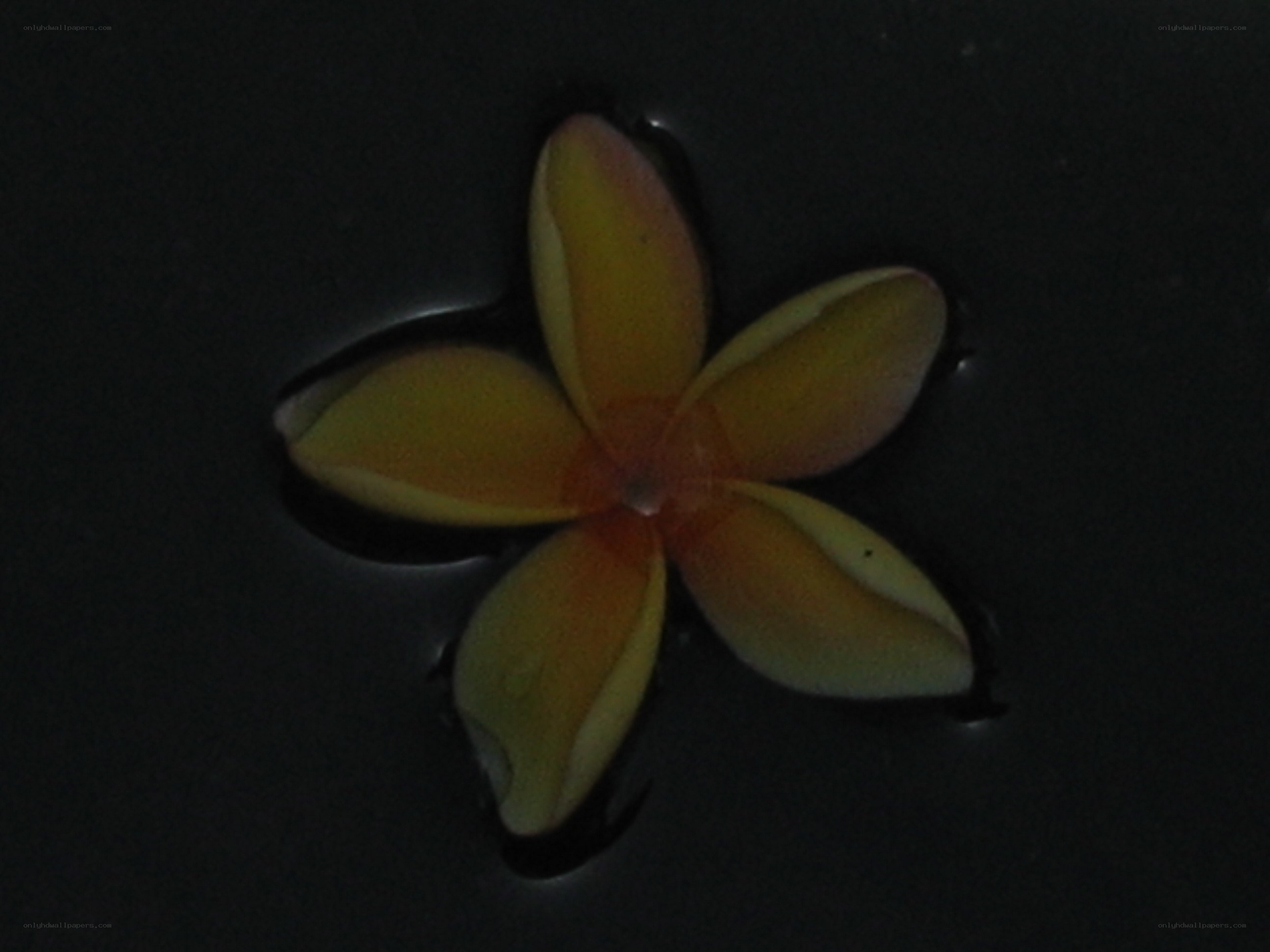 yellow flower floating on water