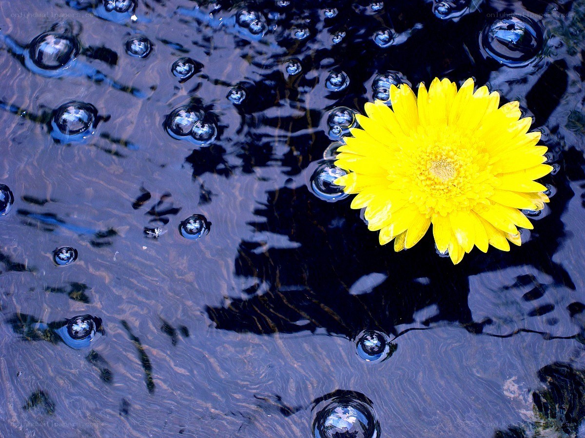 Yellow flower floating on water