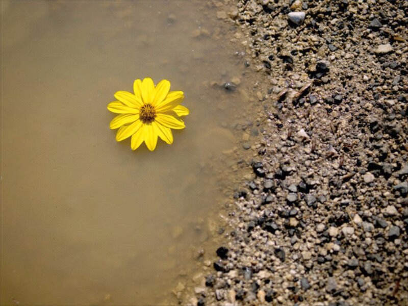 Yellow Flower Floating — Serene