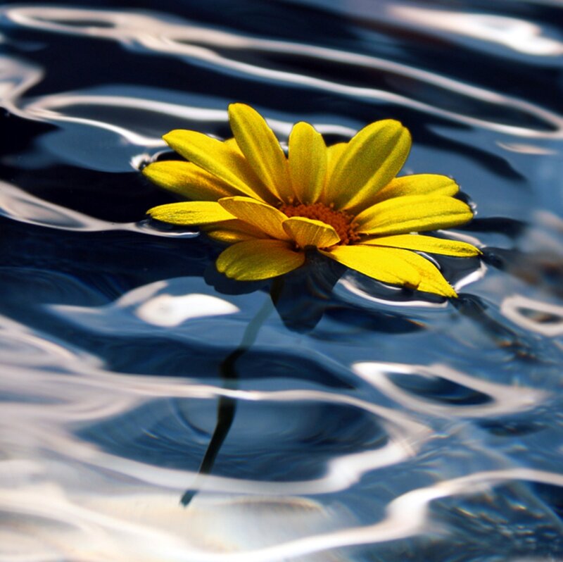 Yellow Flower Floating