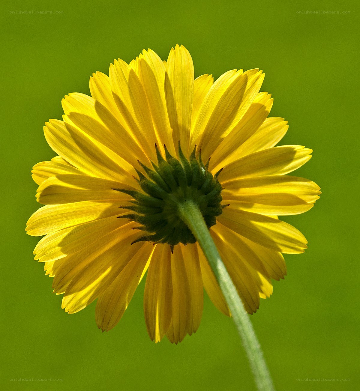 yellow flower from behind