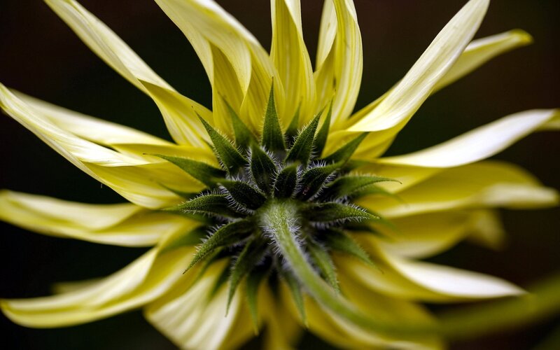 yellow flower from below