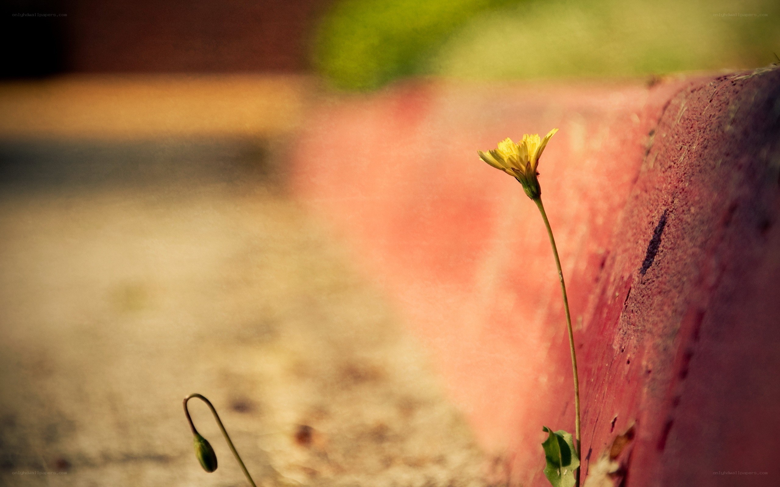 Yellow flower growing from a crack