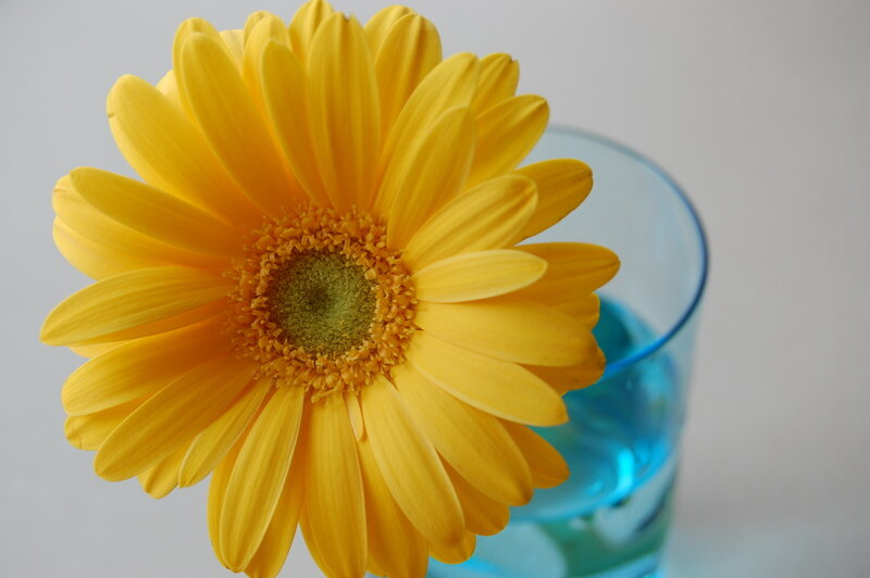 Yellow flower in a blue glass