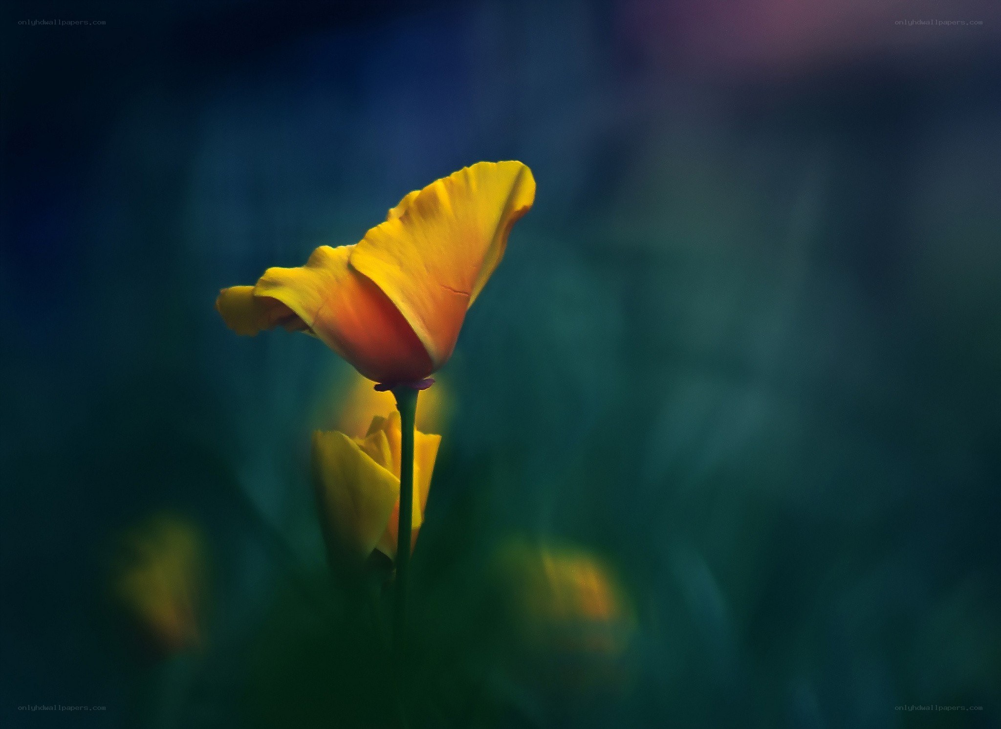 Yellow flower in a dark field
