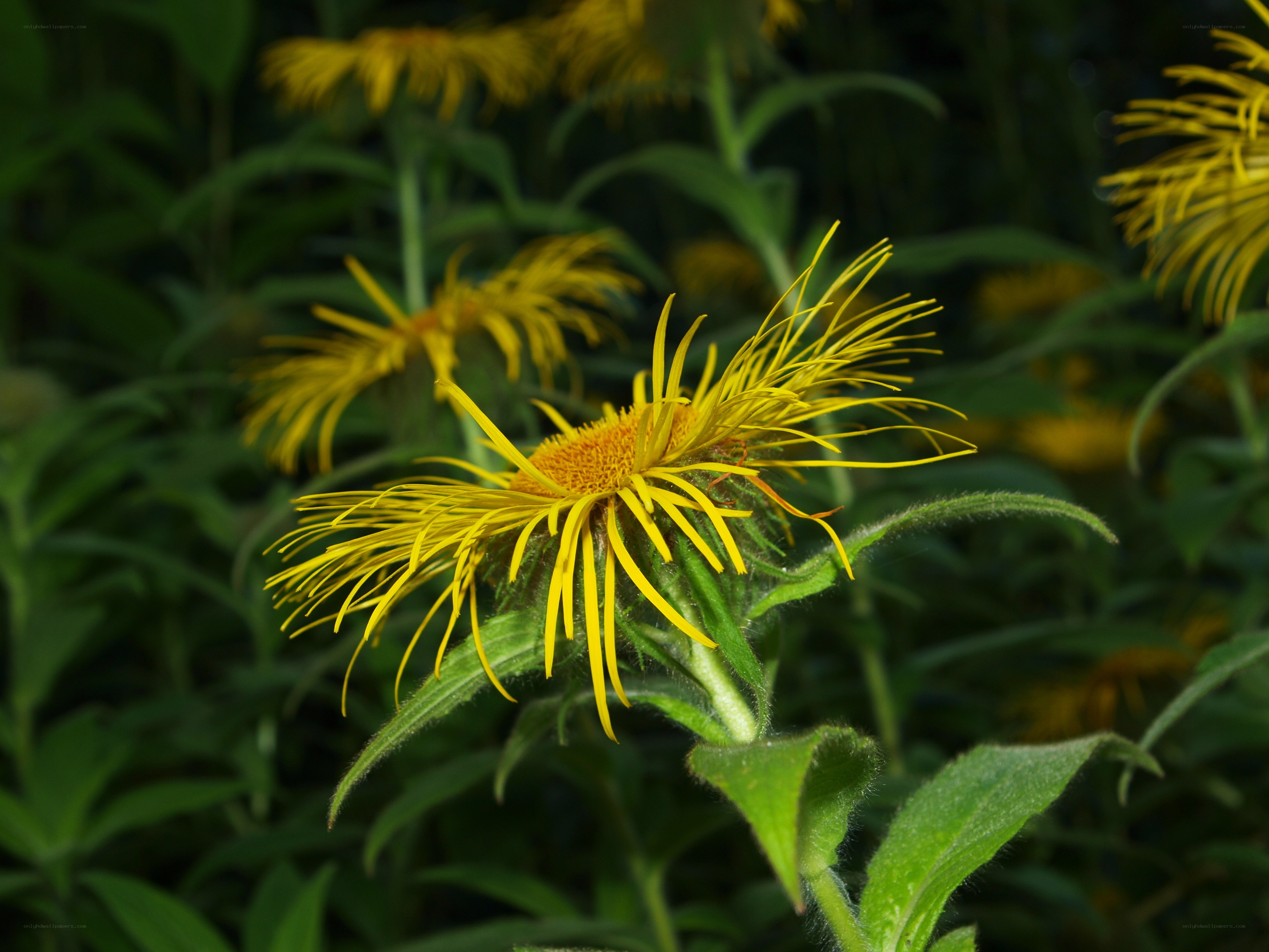 Yellow flower in a field