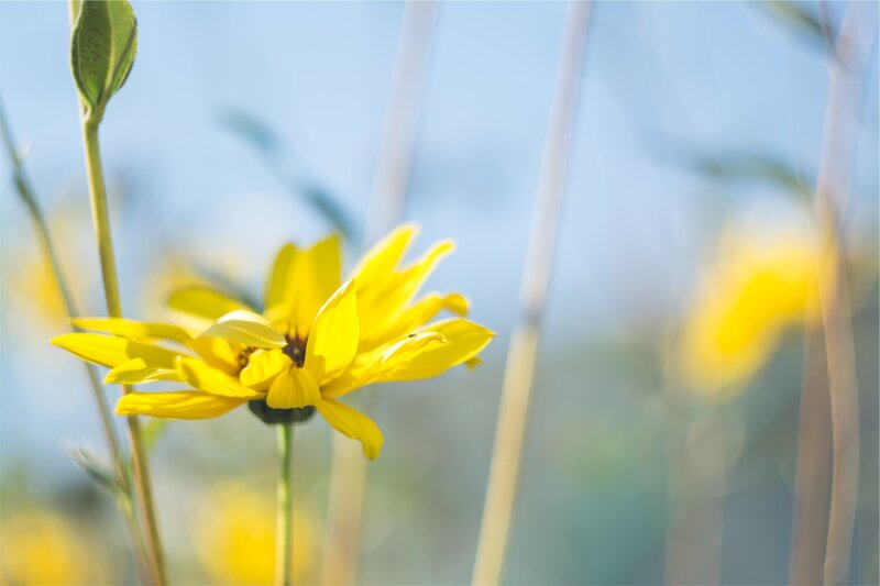 Yellow flower in a field