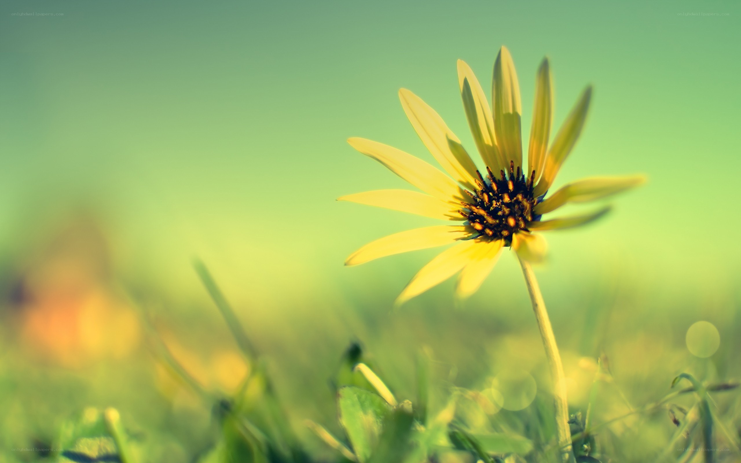 Yellow flower in a field