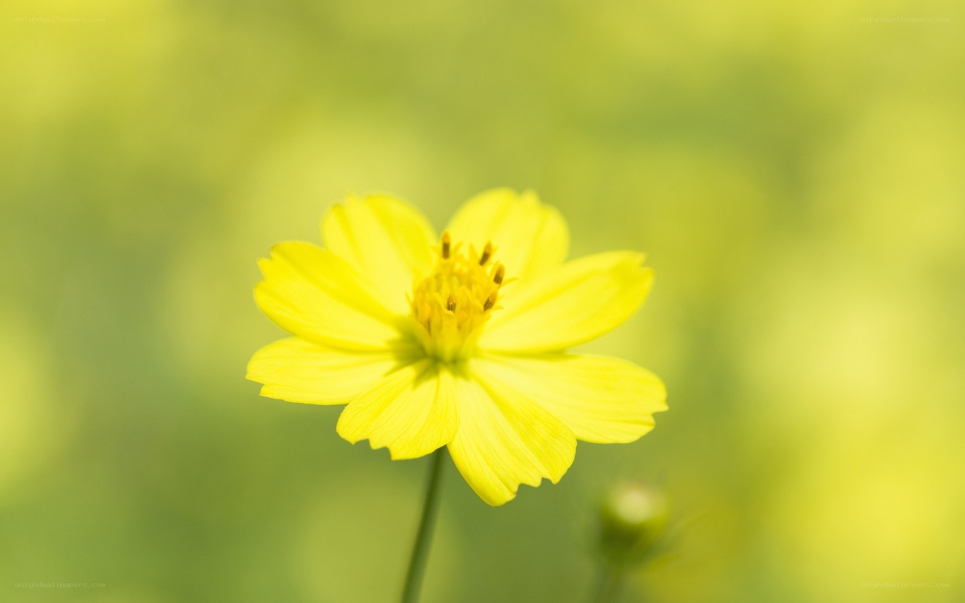 yellow flower in a field